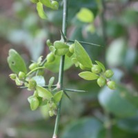 Azima tetracantha Lam.